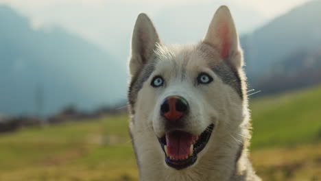 majestic husky walking through an open alpine field at sunset, with breathtaking mountain views and golden skies in the background.