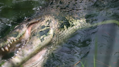 alligator bites aggressively in water in slow motion