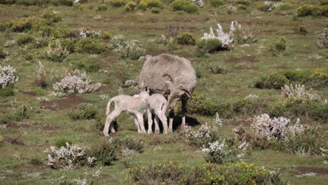 thirsty skinny baby lambs want mom's sheep milk in sunny meadow