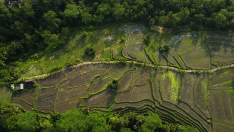 Terrazas-De-Arrozales-Al-Atardecer,-Ubud,-Bali,-Indonesia,-Paralelismo-Aéreo