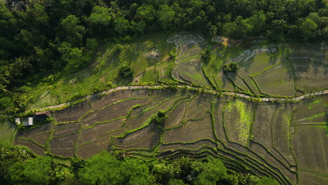 Terrassenreisfelder-Bei-Sonnenuntergang,-Ubud,-Bali,-Indonesien,-Luftparallel