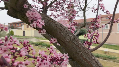 Las-Flores-De-Primavera-Las-Flores-De-Primavera