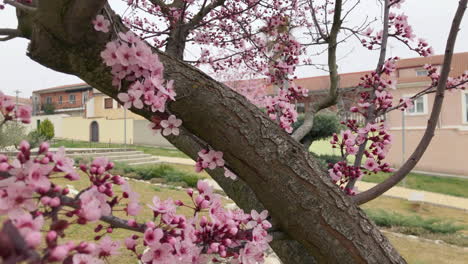 las flores de primavera las flores de primavera