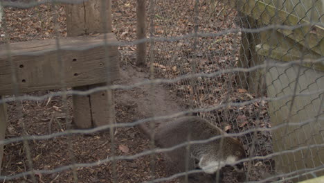 Ringschwanz-Nasenbär-Läuft-Hektisch-In-Kleinem-Käfig-Herum---Breit