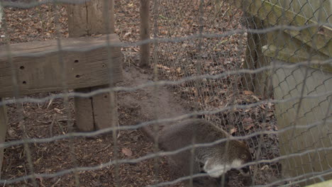 coatí de cola anillada corriendo frenéticamente en una jaula pequeña - ancha