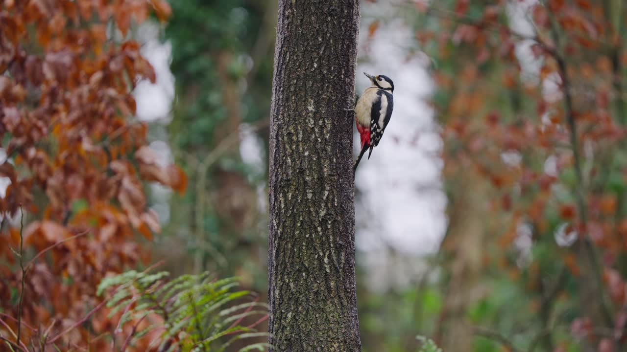 Woodpecker clings to red tree trunk in autumn forest, warm light and blurred foliage behind