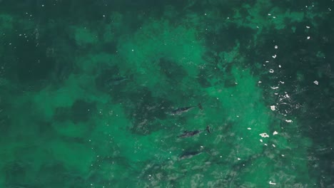 dolphins swimming in indian ocean waters