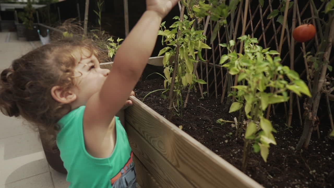 niño recogiendo un tomate rojo de la rama de la planta de tomate dentro de una olla vegetal de madera en casa - concepto de sostenibilidad