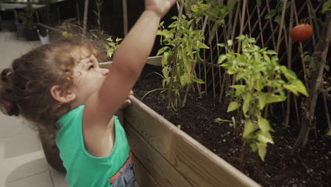 toddler picking a red tomato from branch of tomato plant inside wooden vegetable pot at home - sustainability concept