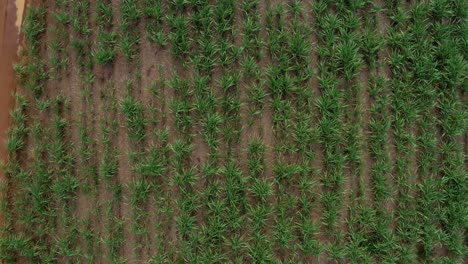 rising aerial drone birds eye top view shot of a car driving own a small red sand dirt road surrounded by a large field of green tropical sugar cane growing in tibau do sul, rio grande do norte brazil