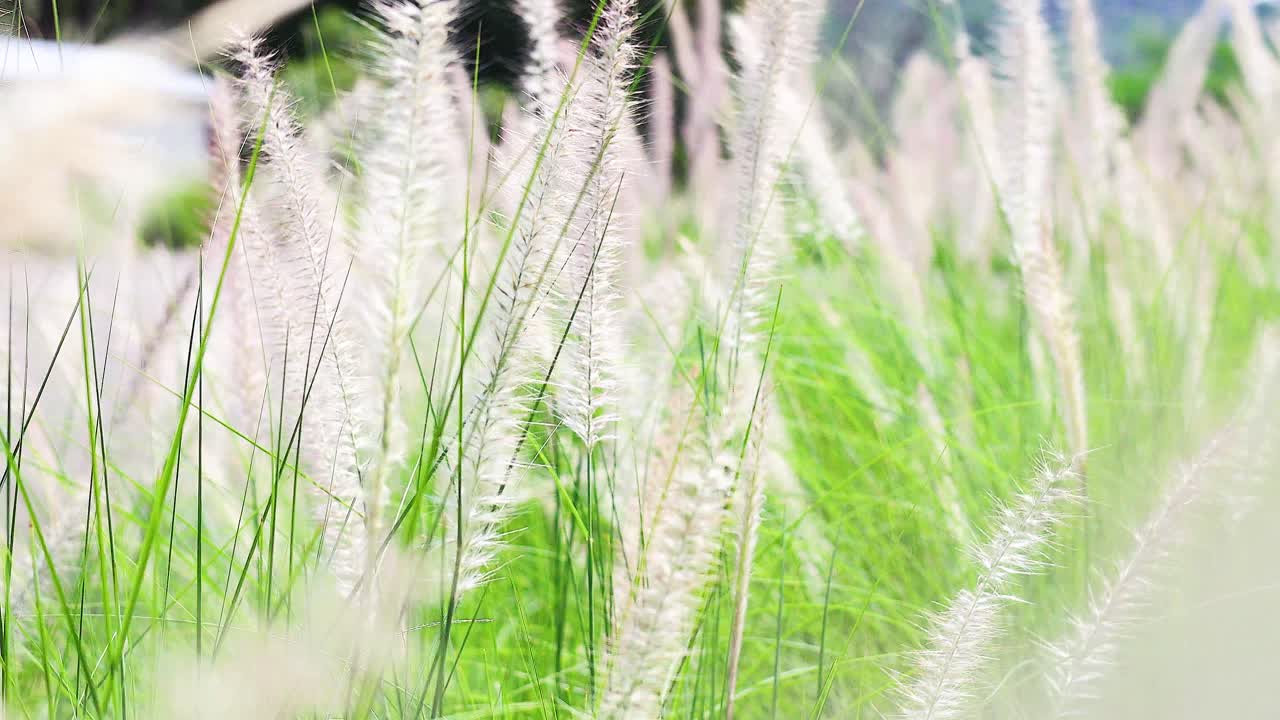 풀과 꽃을 가로질러 부드러운 바람