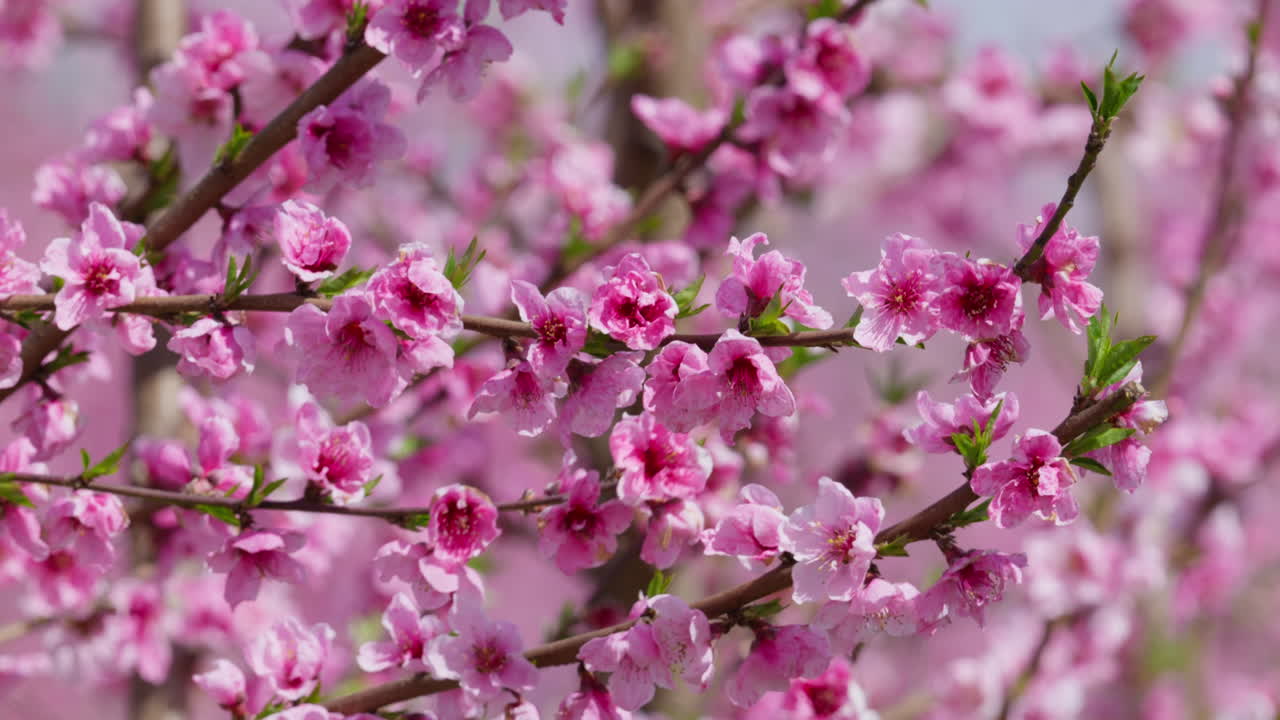 Peach Blossoms Moving in Warm Spring Wind