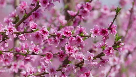 peach blossoms moving in warm spring wind