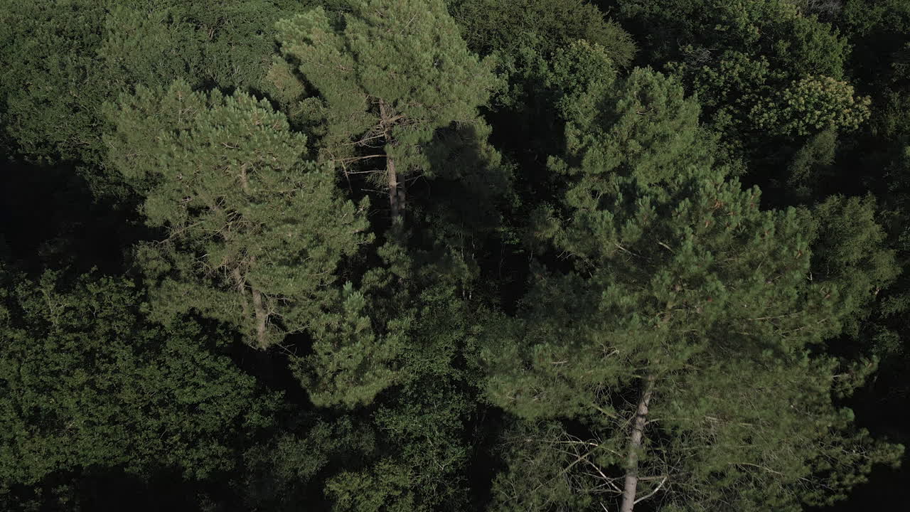 bosque de brocéliande, bretaña en francia. vista aérea de drones