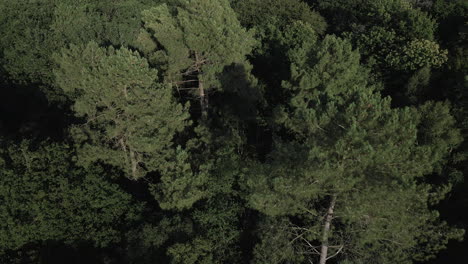 Bosque-De-Brocéliande,-Bretaña-En-Francia-3