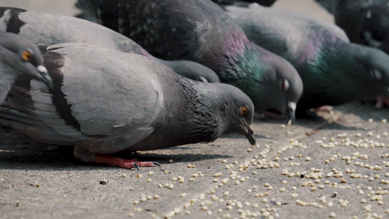 Primo piano di piccioni selvatici che si nutrono a terra.
