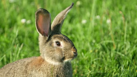 close-up of a rabbit in green grass