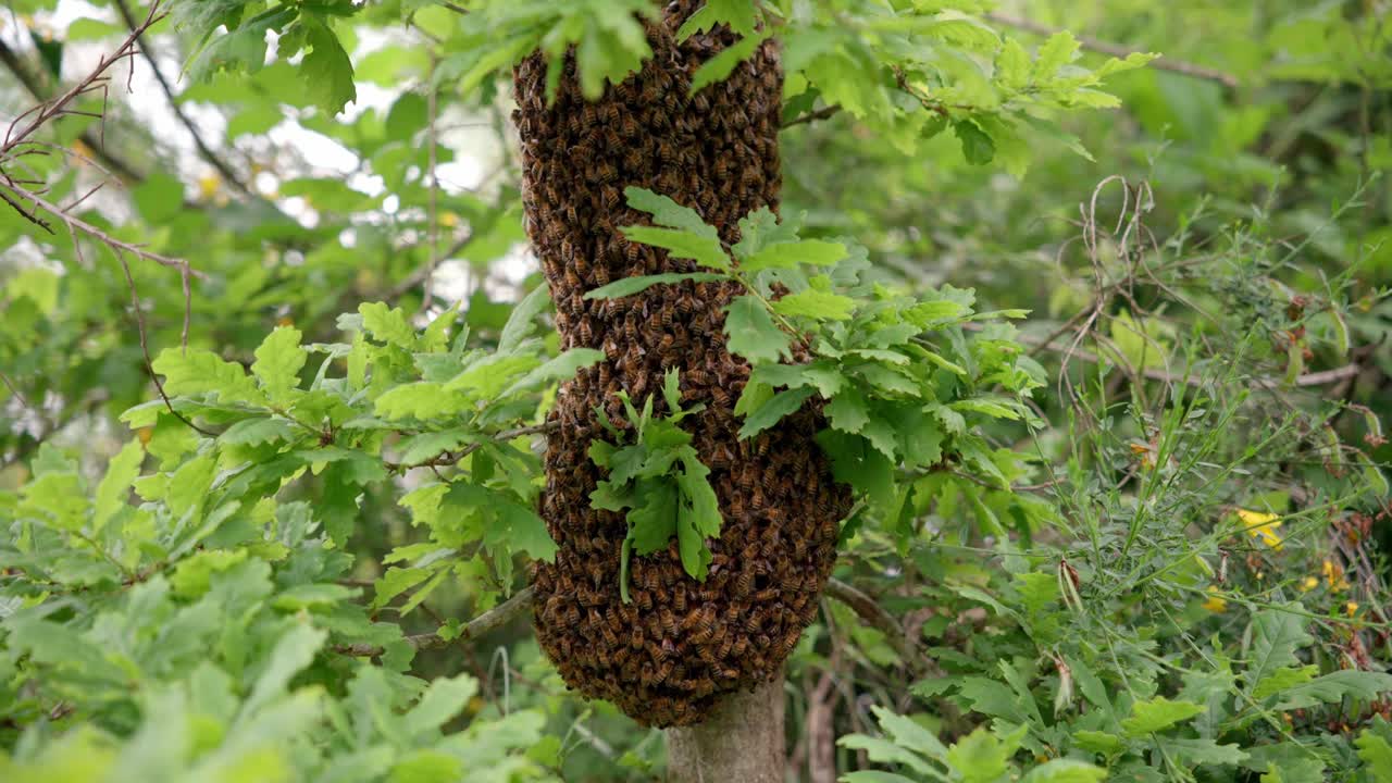 primer plano con panorámica de un enjambre de abejas silvestres colgando de un árbol, algunas abejas tratando de encontrar un lugar entre la colonia, primer plano en primavera