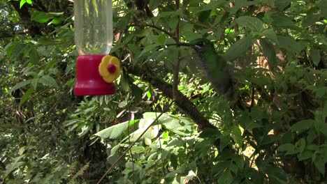 a hummingbird at a feeder