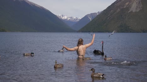 a man with long hair swimming on the famous lake rotoiti together with black swan and ducks surrounding him - wide shot