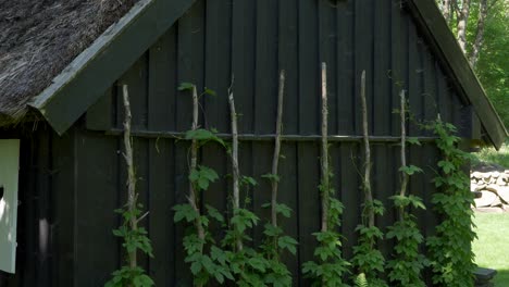 Exuberantes-Plantas-De-Lúpulo-Verde-Que-Crecen-Fuera-De-La-Pared-De-Una-Cabaña-De-Madera