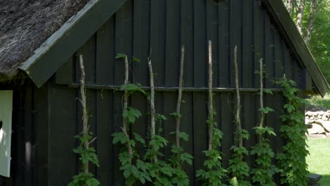 exuberantes plantas de lúpulo verde que crecen fuera de la pared de una cabaña de madera