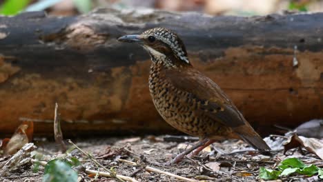 pitta de orejas, hydrornis phayrei, tailandia