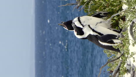 african penguin or spheniscus demersus on the shore of the southern african waters - vertical orientation