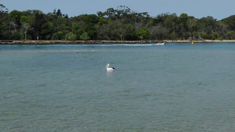 pelicans floating on sea water of noosa heads, queensland in australia