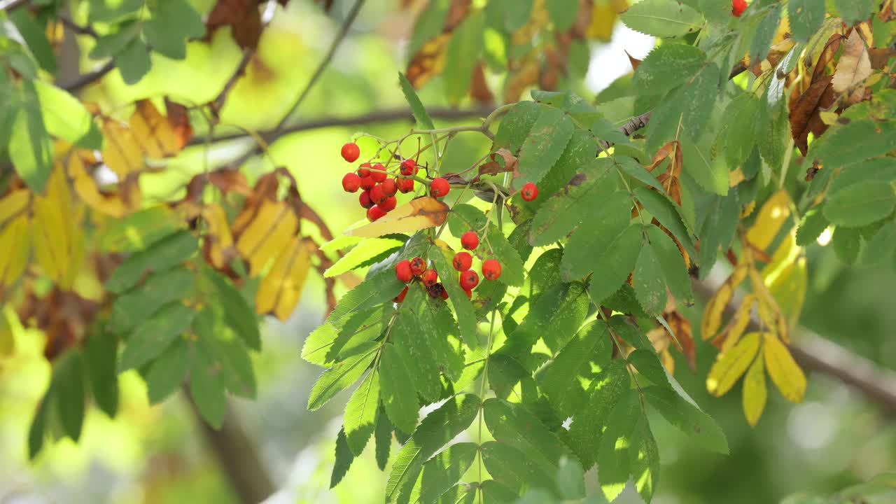 소르부스 오쿠파리아 (sorbus aucuparia) 라는 나무의 가지, 잎과 열매가 은 날 숲에서 자란다.