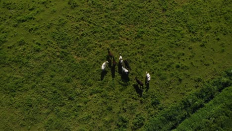 Aerial-lift-off-above-grazing-cattle-on-an-organic-dairy-farm