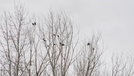 pájaros en la copa de los árboles desnudos - tiro de ángulo bajo