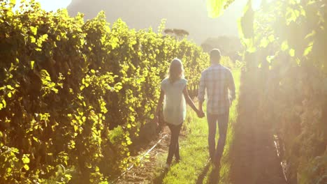 couple walking hand in hand between grapevine