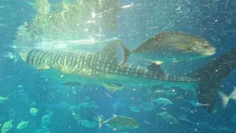 tiburón ballena nadando con peces en un gran acuario