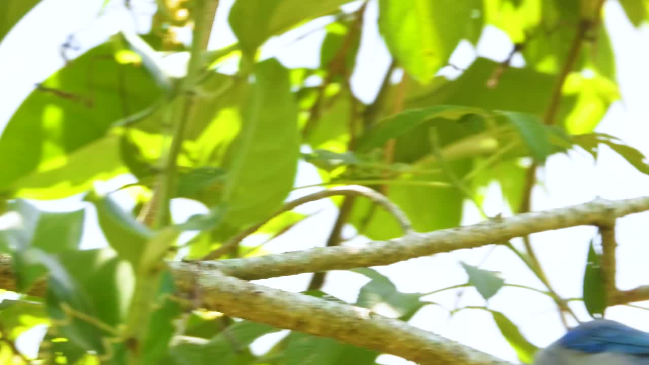 Restless bird jumps from branch to branch