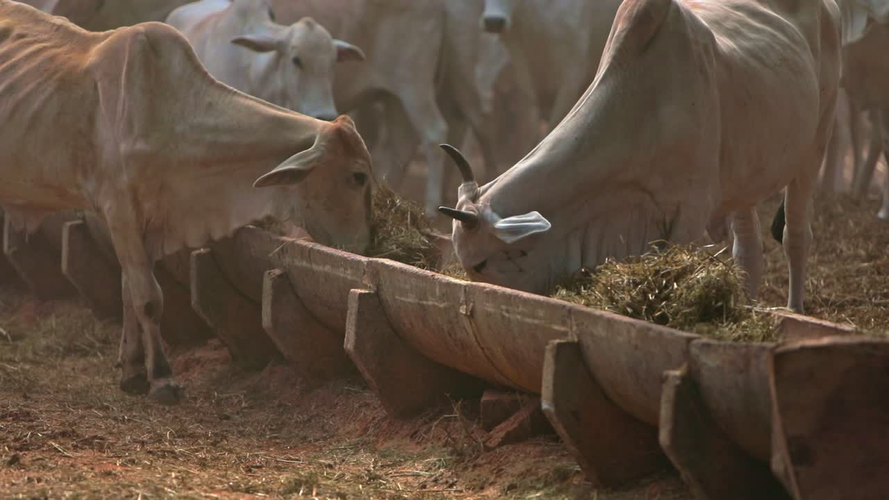 крупный рогатый скот коровы едят сено и траву на ферме