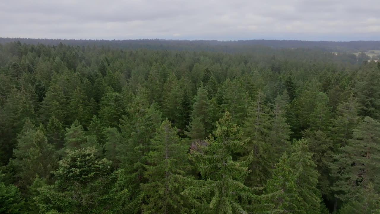 Aerial footage of dense forest canopy