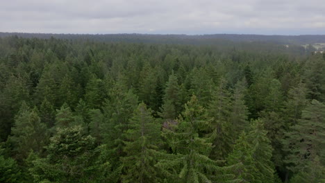 aerial view of a dense forest