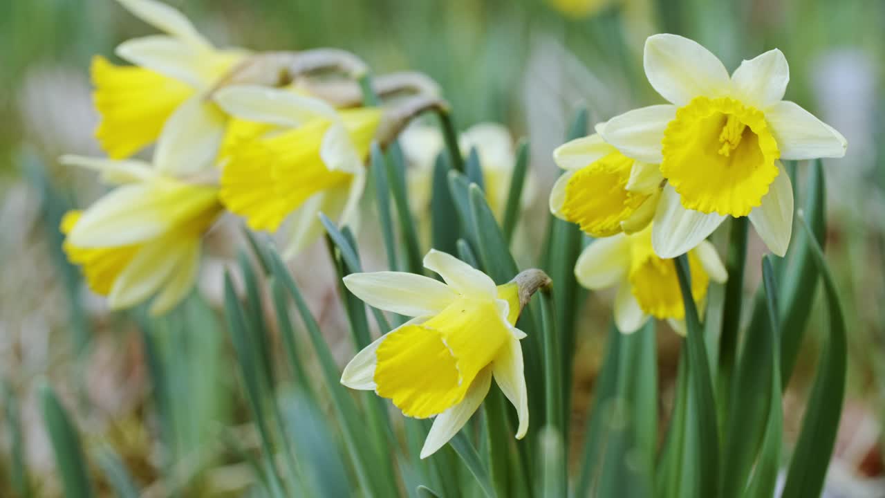 Close up shot of daffodil flowers moving in a light breeze