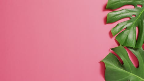 Grüne-Monstera-Pflanzenblätter-Auf-Rosa-Hintergrund-Mit-Kopierraum