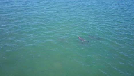 A-pod-of-dolphin-swimming-near-Corolla-Beach,-North-Carolina