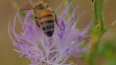 Alone-bee-forages-in-a-thistle-flower-in-a-green-meadow