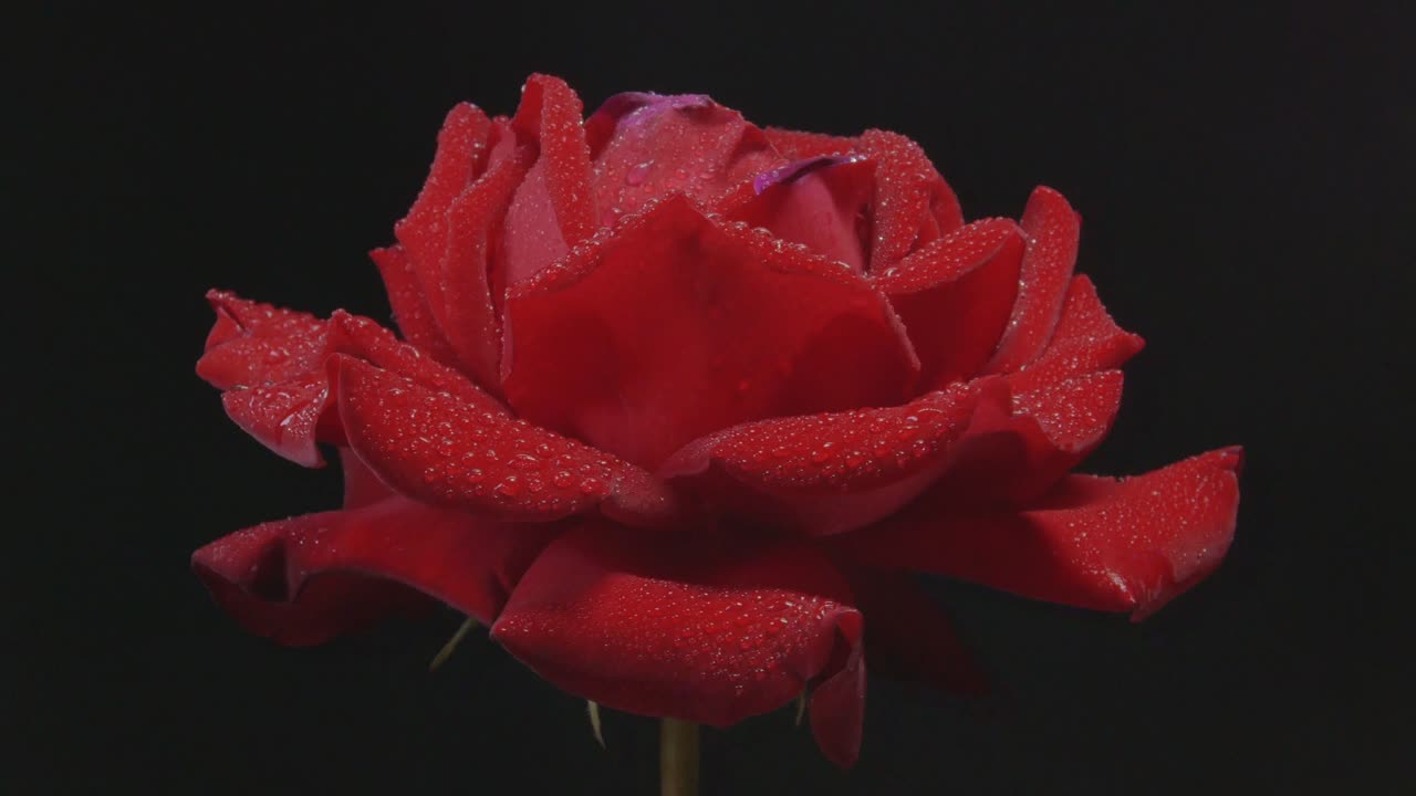 Wet Red Rose With Water Drops Rotating On A Black Background. Close-Up Loop Footage