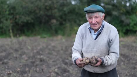 elderly farmer holding fresh potatoes in the hands of an elderly farmer raw potatoes in the soil eco vegetables concept