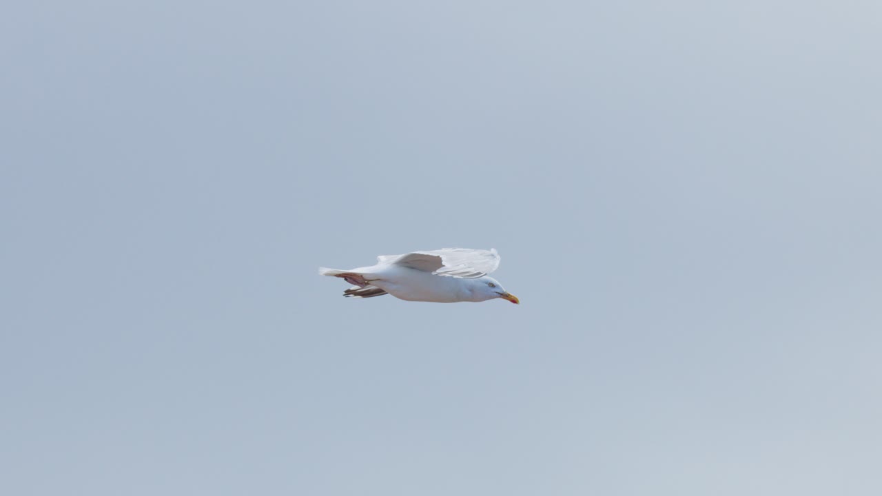 A large gull soars smoothly above seaside rooftops, wings outstretched against a cloudy sky. Natural daylight and steady tracking camera enhance the tranquil coastal atmosphere