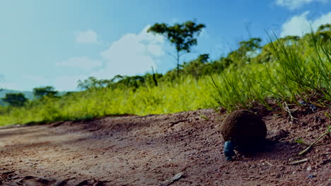 determined dung beetle with dung ball fails at top of hill and rolls back down