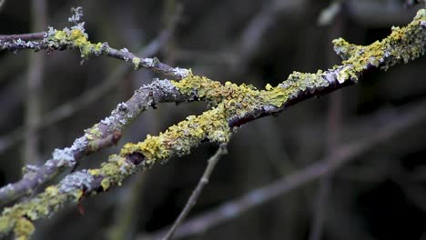 Moss-growing-on-a-hedgerow-twig