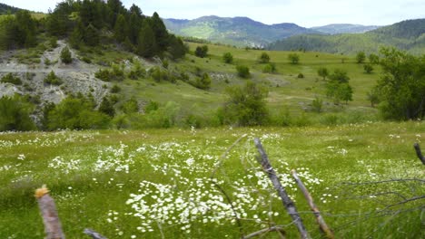 Paisaje-Campestre-Con-Hermoso-Prado-Verde-Rodeado-De-Cobertura-En-El-Fondo-De-La-Montaña-Del-Bosque