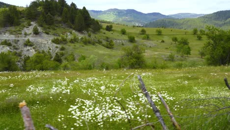 country landscape with beautiful green meadow surrounded by hedge on forest mountain background