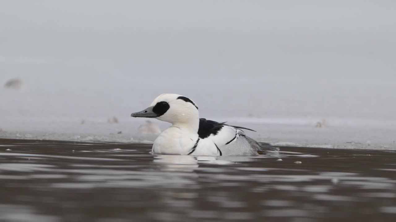 Black and white smew swims near snowy ice edge in cold Norwegian lake, closeup slow motion